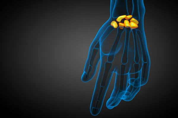 3D gerenderte Illustration der menschlichen Handwurzelknochen — Stockfoto