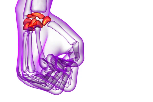 Illustrazione resa 3d delle ossa carpali umane — Foto Stock