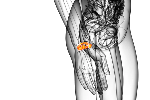 3d ilustração renderizada dos ossos do carpo humano — Fotografia de Stock