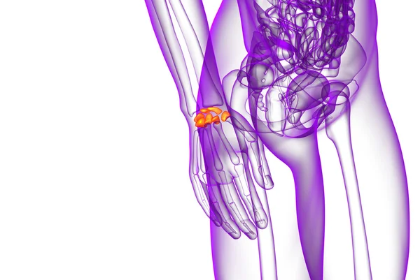 人間の手根骨の 3 d レンダリングされたイラストレーション — ストック写真