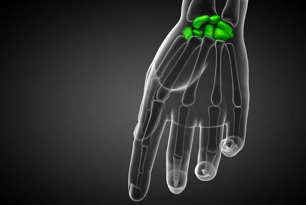 3d rendered illustration of the human carpal bones — Stock Photo, Image