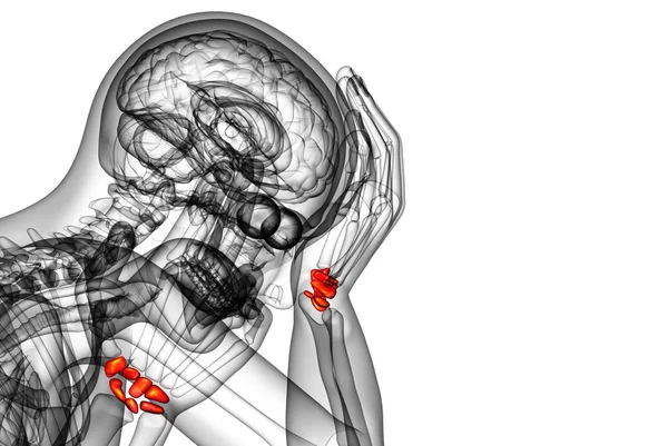 人类的腕骨三维渲染的图 — 图库照片