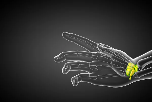 3D utsmält illustration av mänskliga handlovsbenen — Stockfoto