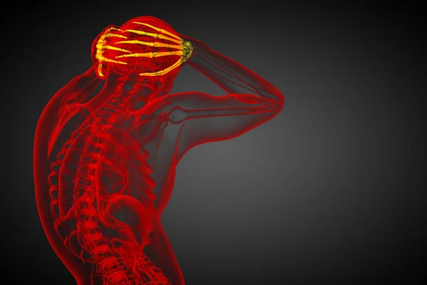 3D gerenderte Illustration der menschlichen Handknochen — Stockfoto
