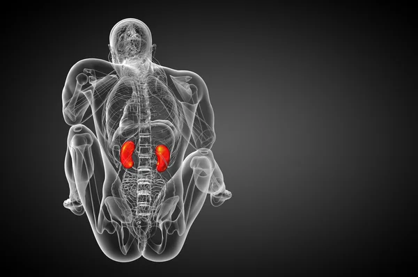 3d tornar ilustração médica do rim humano — Fotografia de Stock