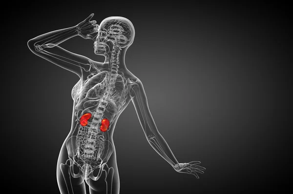 3D göra medicinsk illustration av mänskliga njure — Stockfoto