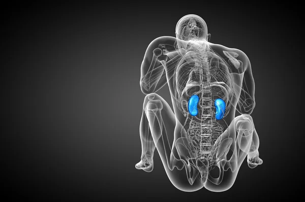 3d 渲染医学插图的人体肾脏 — 图库照片