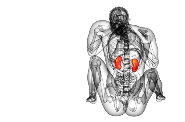 3d tornar ilustração médica do rim humano — Fotografia de Stock