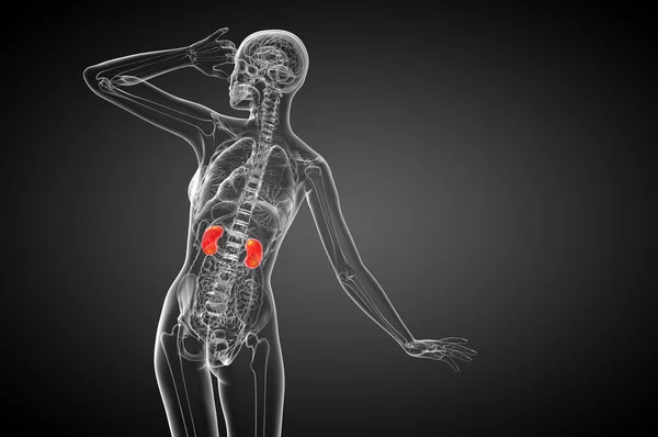 3D Darstellung der menschlichen Niere — Stockfoto