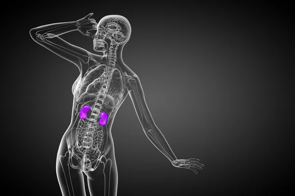 3d rendre illustration médicale du rein humain — Photo