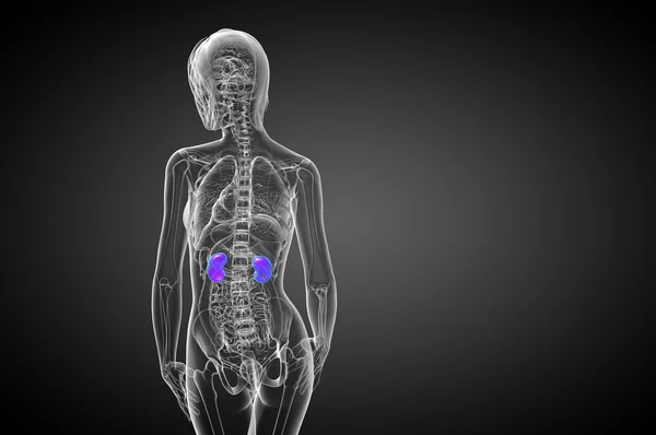 3d hacer ilustración médica del riñón humano — Foto de Stock