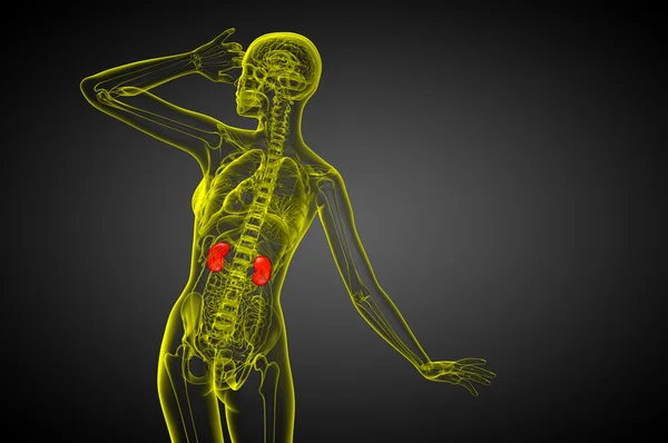 3D Darstellung der menschlichen Niere — Stockfoto