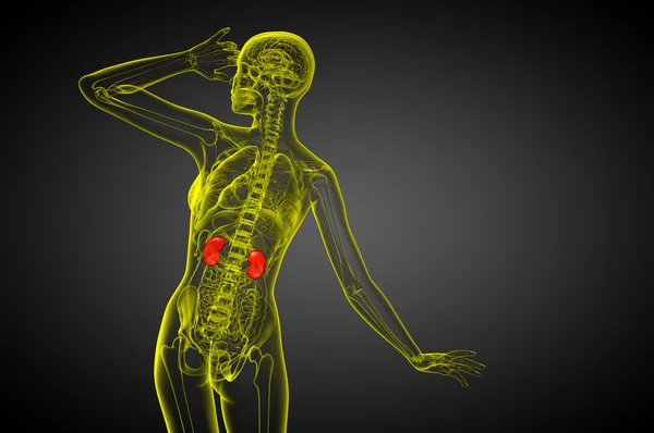 인간의 신장의 3d 렌더링 의료 일러스트 — 스톡 사진