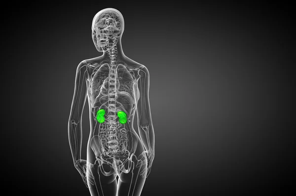 ヒトの腎臓の 3 d レンダリングの医療イラスト — ストック写真