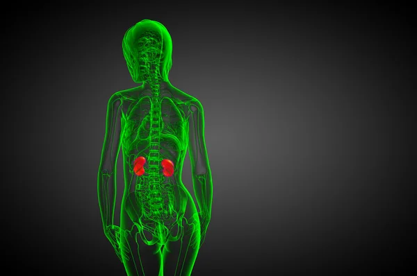 3D göra medicinsk illustration av mänskliga njure — Stockfoto