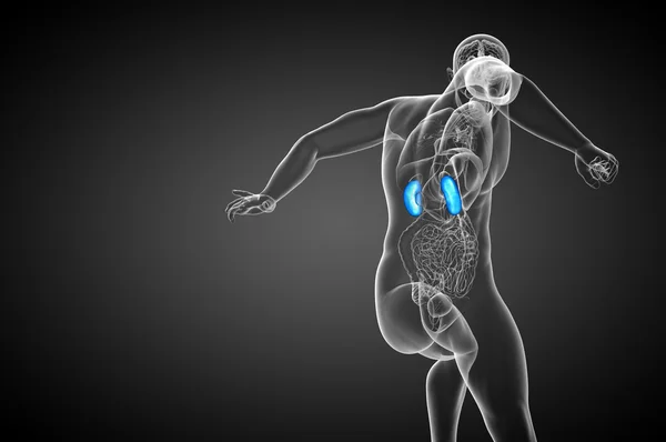 3d 渲染医学插图的人体肾脏 — 图库照片