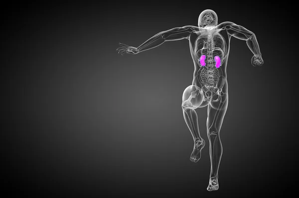 3d hacer ilustración médica del riñón humano — Foto de Stock