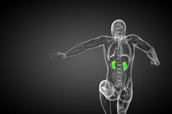 मानव गुर्दे का 3 डी रेंडर मेडिकल इलस्ट्रेशन — स्टॉक फ़ोटो, इमेज