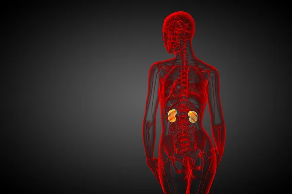 3d render medical illustration of the human kidney — Stock Photo, Image