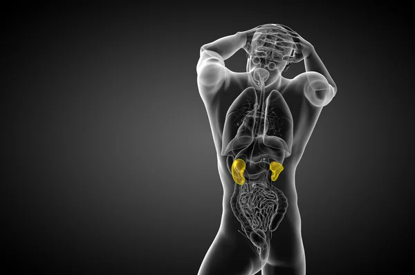 3d визуализировать медицинскую иллюстрацию почки человека — стоковое фото