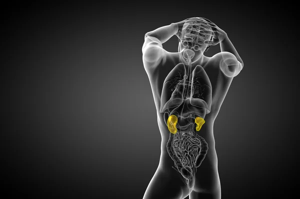 3d 渲染医学插图的人体肾脏 — 图库照片