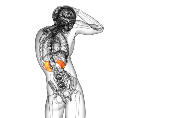 3d tornar ilustração médica do rim humano — Fotografia de Stock