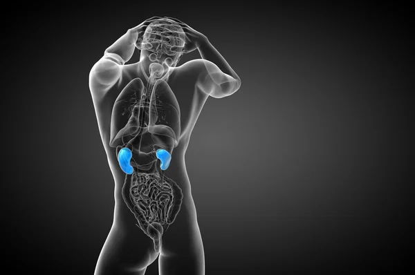 3d tornar ilustração médica do rim humano — Fotografia de Stock