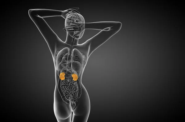 3D καθιστούν ιατρική απεικόνιση του ανθρώπινου νεφρού — Φωτογραφία Αρχείου