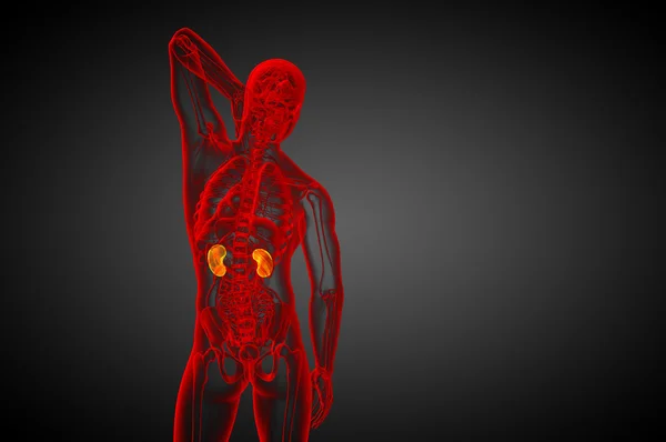 3d render medical illustration of the human kidney — Stock Photo, Image