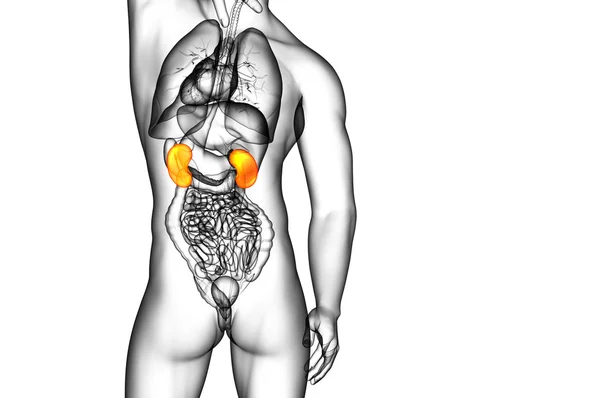 3D göra medicinsk illustration av mänskliga njure — Stockfoto