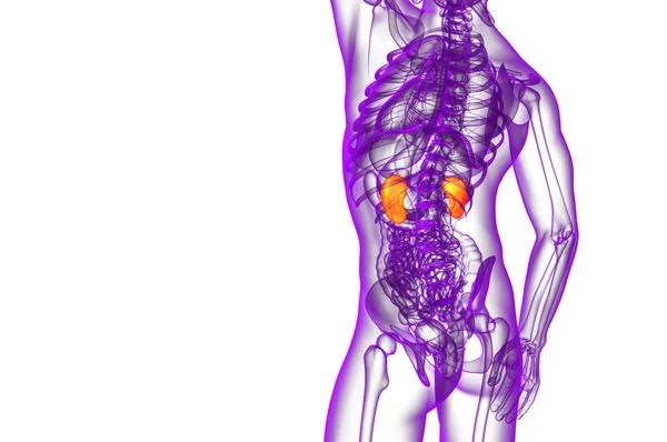 3d tornar ilustração médica do rim humano — Fotografia de Stock