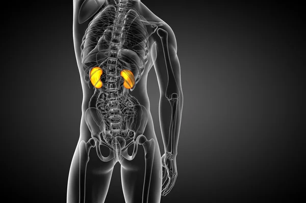 3d render medical illustration of the human kidney — Stock Photo, Image