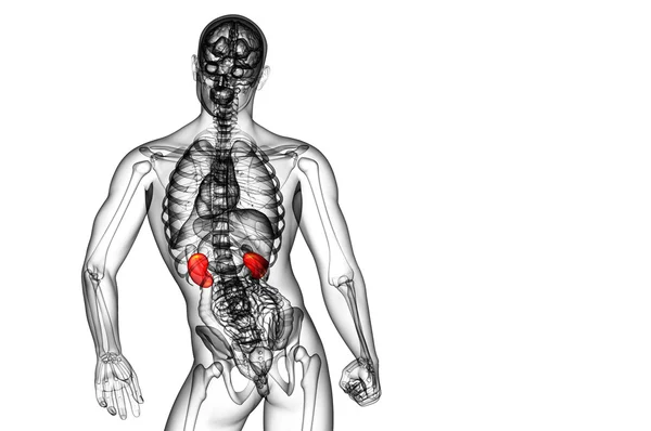 3D göra medicinsk illustration av mänskliga njure — Stockfoto