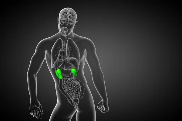 3d hacer ilustración médica del riñón humano —  Fotos de Stock