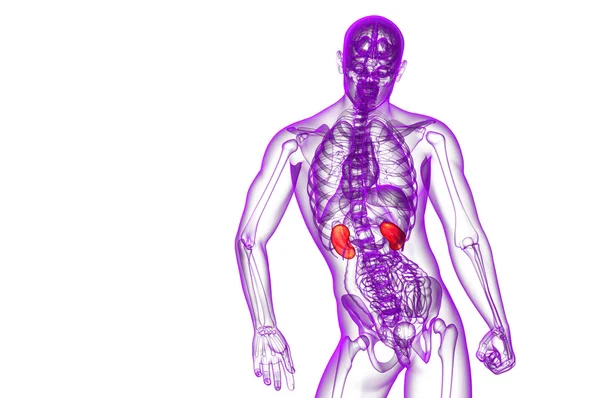 3D göra medicinsk illustration av mänskliga njure — Stockfoto