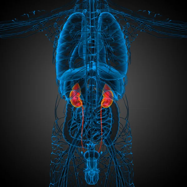 3D καθιστούν ιατρική απεικόνιση του ανθρώπινου νεφρού — Φωτογραφία Αρχείου