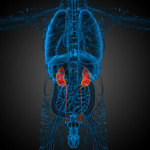 3d rendre illustration médicale du rein humain — Photo