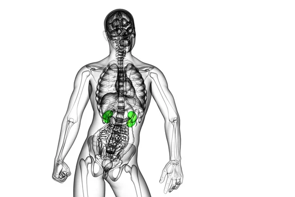 3d hacer ilustración médica del riñón humano —  Fotos de Stock