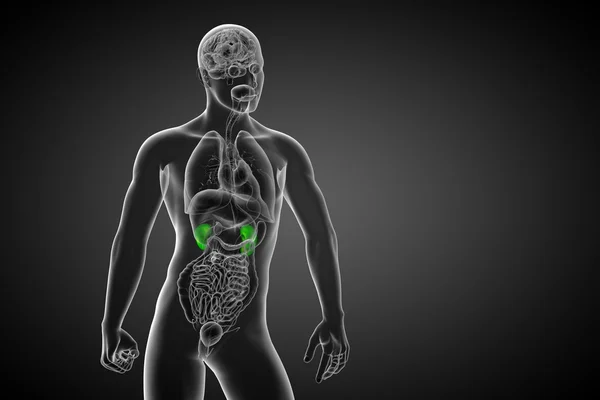 3d tornar ilustração médica do rim humano — Fotografia de Stock