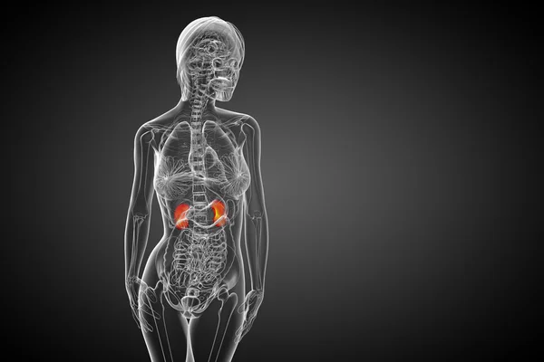 3d hacer ilustración médica del riñón humano —  Fotos de Stock