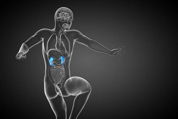 3D render ilustracja medyczny ludzkie nerki — Zdjęcie stockowe