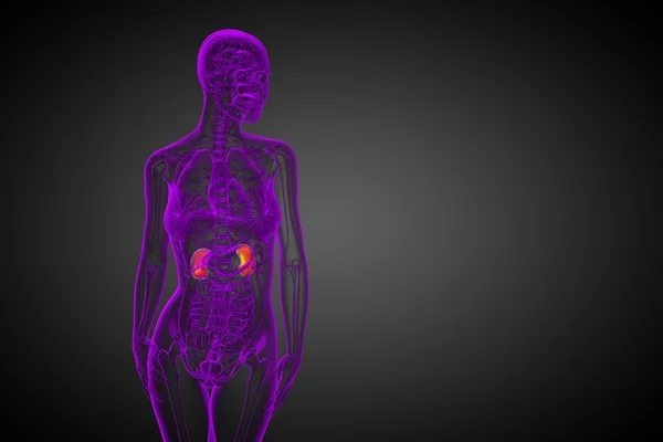 3D göra medicinsk illustration av mänskliga njure — Stockfoto