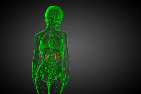 3d rendre illustration médicale du rein humain — Photo