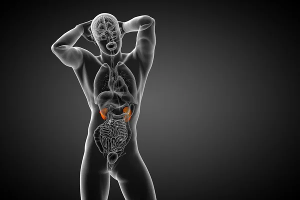 3d render medical illustration of the human kidney — Stock Photo, Image