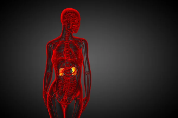 3D göra medicinsk illustration av mänskliga njure — Stockfoto