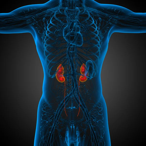 3d hacer ilustración médica del riñón humano — Foto de Stock