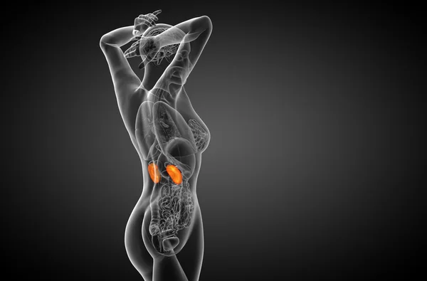 3D render Medikal illüstrasyon insan böbreğe — Stok fotoğraf