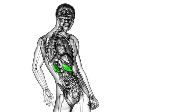 3D göra medicinsk illustration av mänskliga njure — Stockfoto