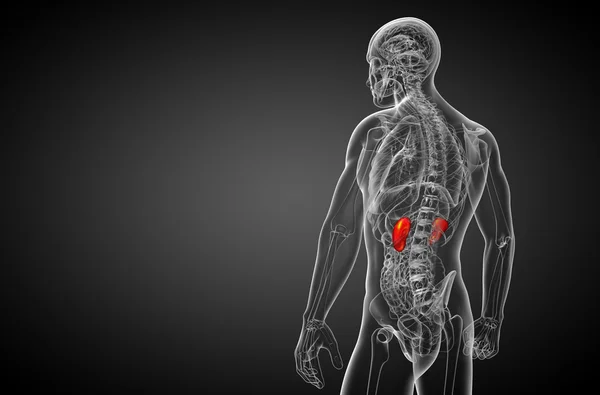 3d render ilustrasi medis ginjal manusia — Stok Foto