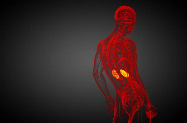 3d визуализировать медицинскую иллюстрацию почки человека — стоковое фото